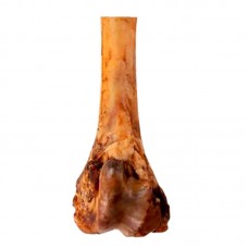 TIBIA BOVINA 