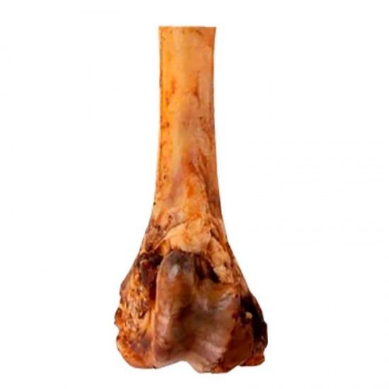 TIBIA BOVINA 