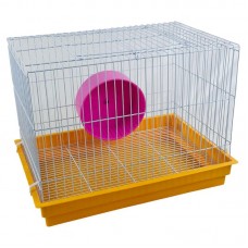 G. COELHO E PORQUINHO INDIA AMARELA